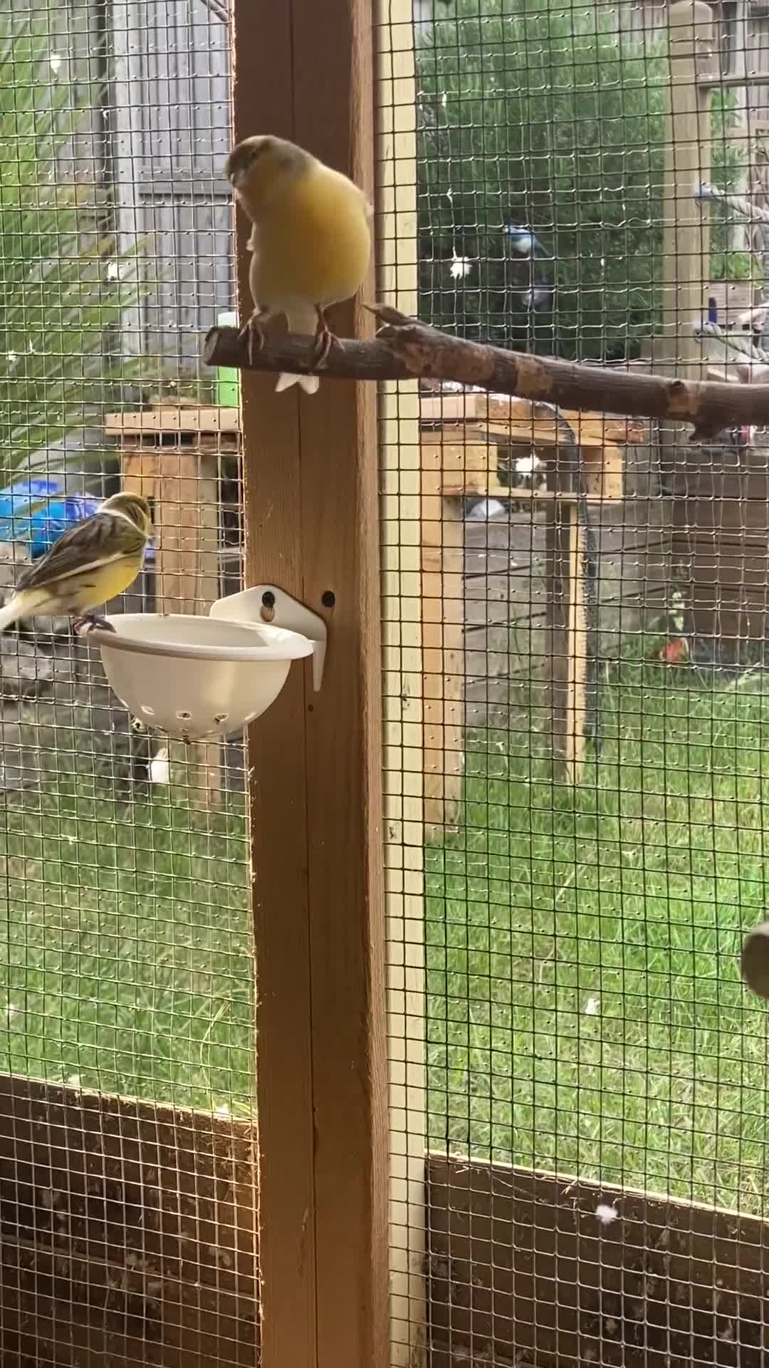 Canaries birds for sale: Beautiful Canaries Looking For A New Home in Ipswich - Video 1