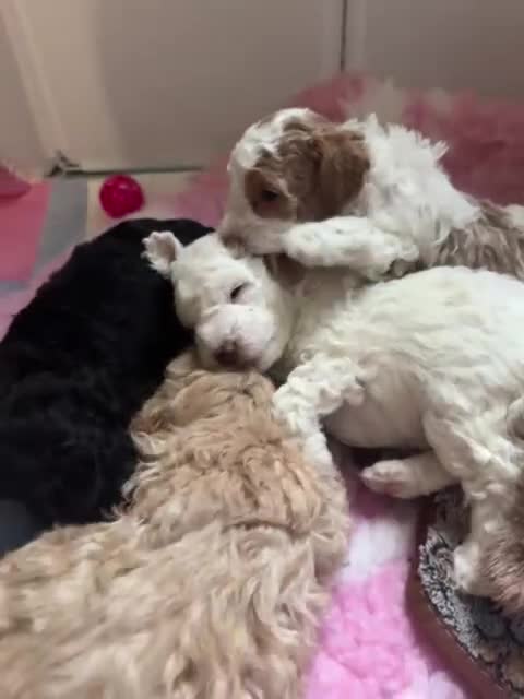 Cockapoo dogs for sale: F1BB Toy Cockapoo puppies - Video 1