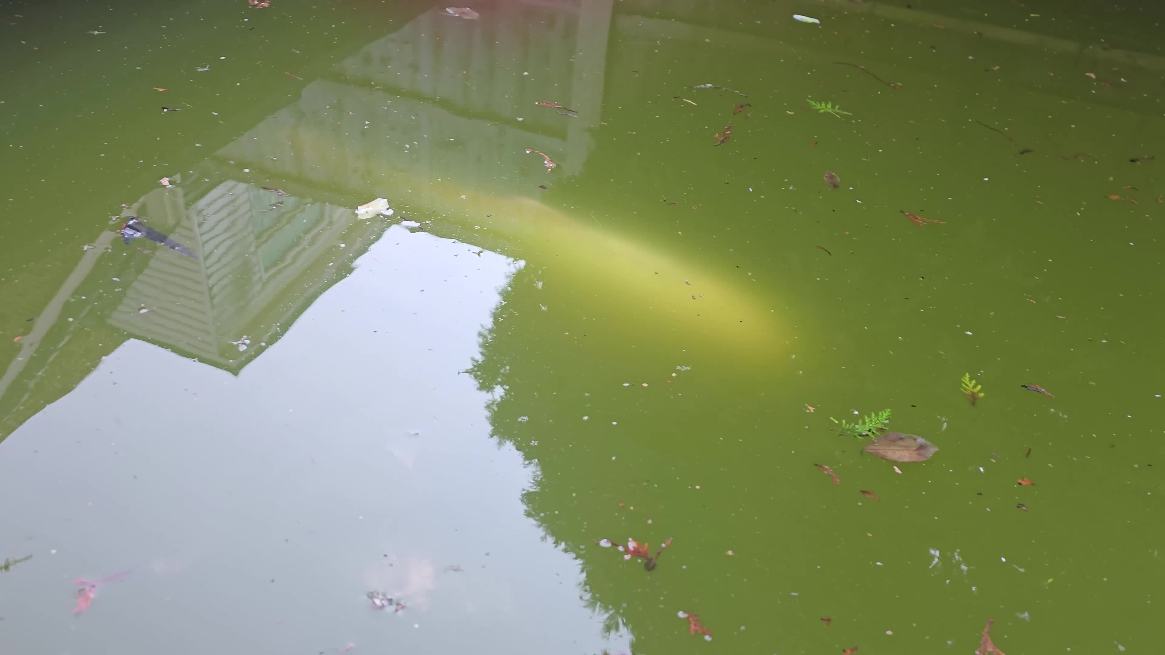 Pond Fish fish for sale: Fish Looking for a New Home! 🐠 - Video 1