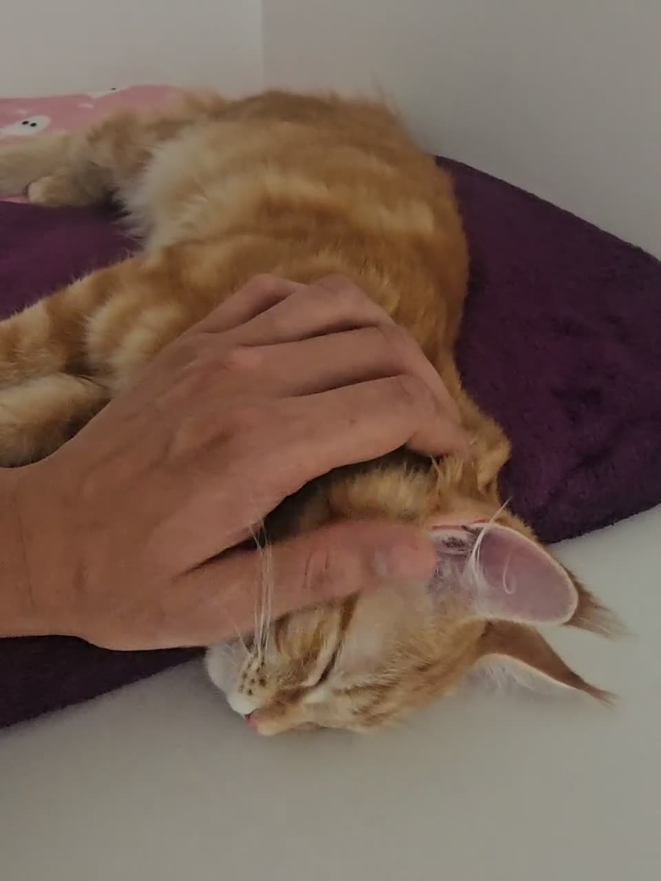 Maine Coon cats for sale: Maine coon mixed lovely extremely adorable kittens - Video 1