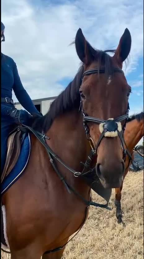Irish Thoroughbred horses for sale: Super talented yet safe and level headed! in Newark - Video 3