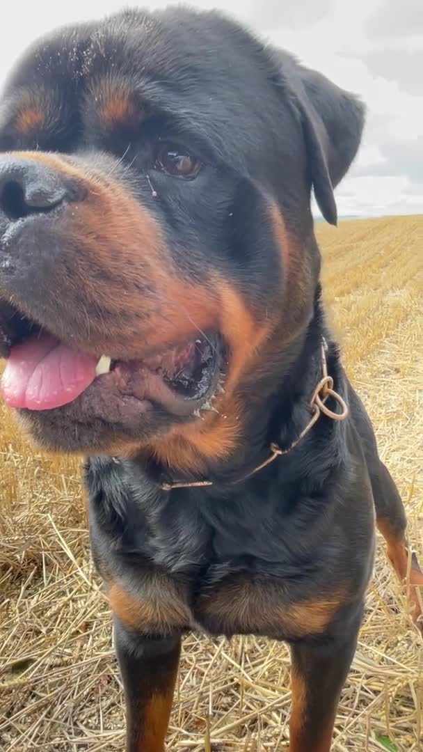 Rottweiler dogs for stud: ABSOLUTELY BEAUTIFUL KC Health Tested *FOR STUD* in Mansfield - Video 2