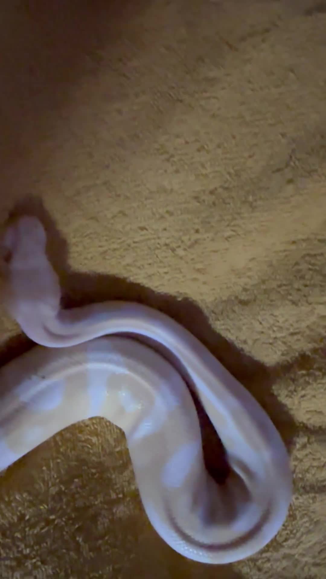 Python Snake reptiles for sale: Royal python albino female  in Tadley - Video 1