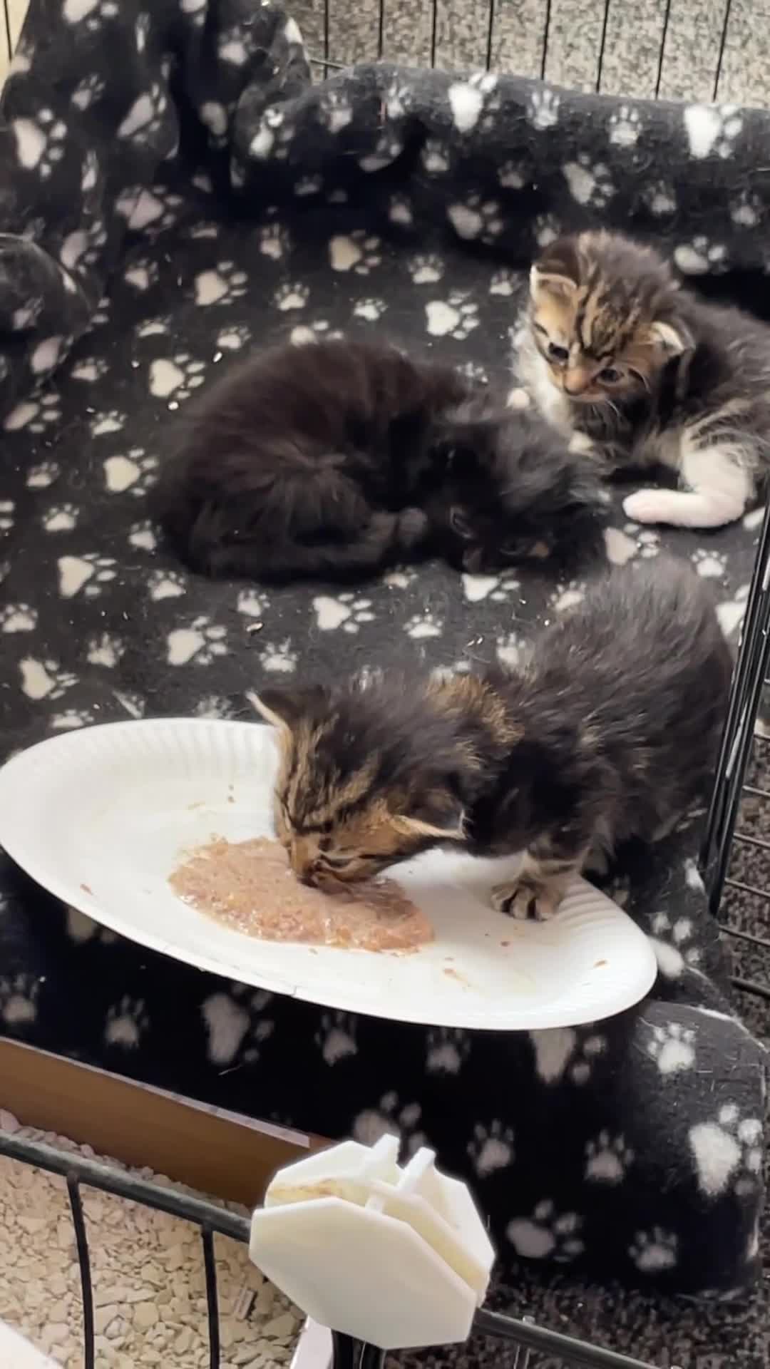 Mixed Breed cats for sale: 1 boy left black need home  - Video 1