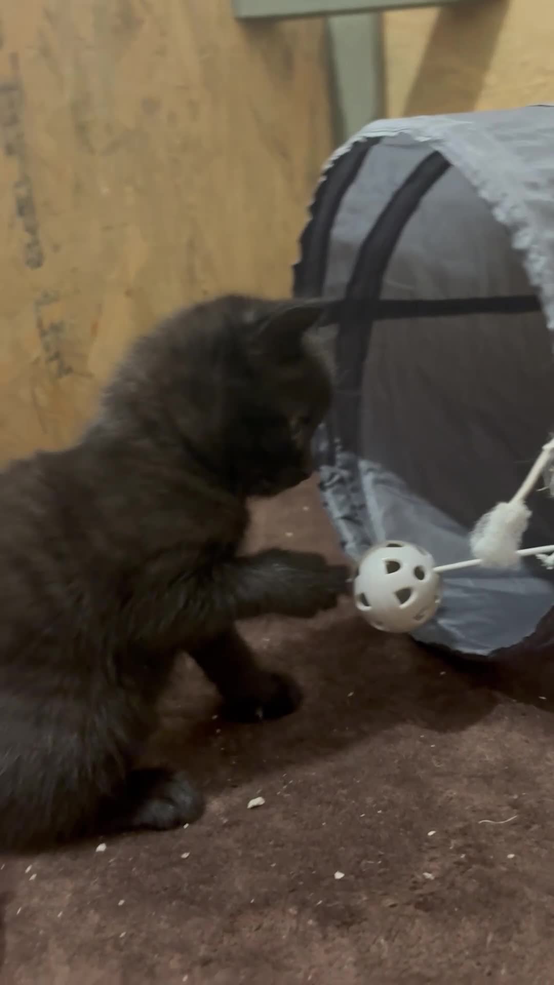 British Shorthair cats for sale: British shorthair cross kittens - Video 1