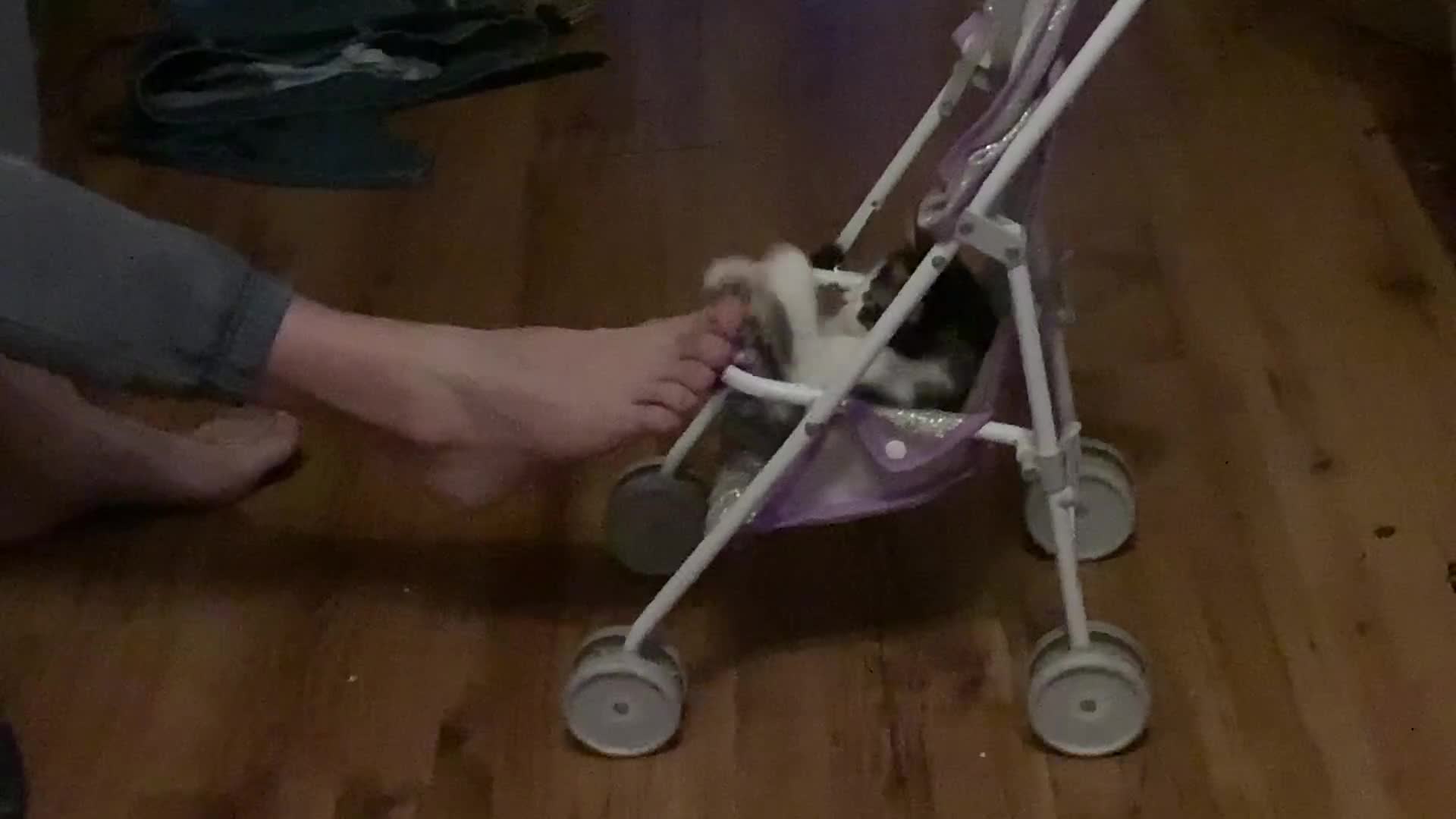 British Shorthair cats for sale: Ready for a loving home now  - Video 1