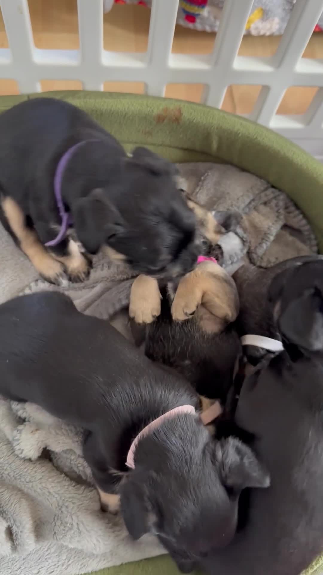 Mixed Breed dogs for sale: french bulldog x cairnterrier READY ON 7/10  - Video 2