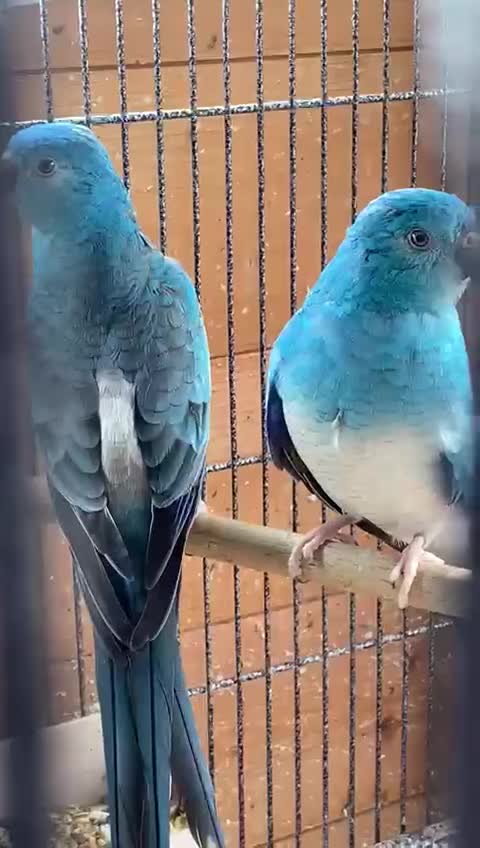 Parakeets birds for sale: Rubino/lutino bourkes , red rumps , kakarikis - Video 2