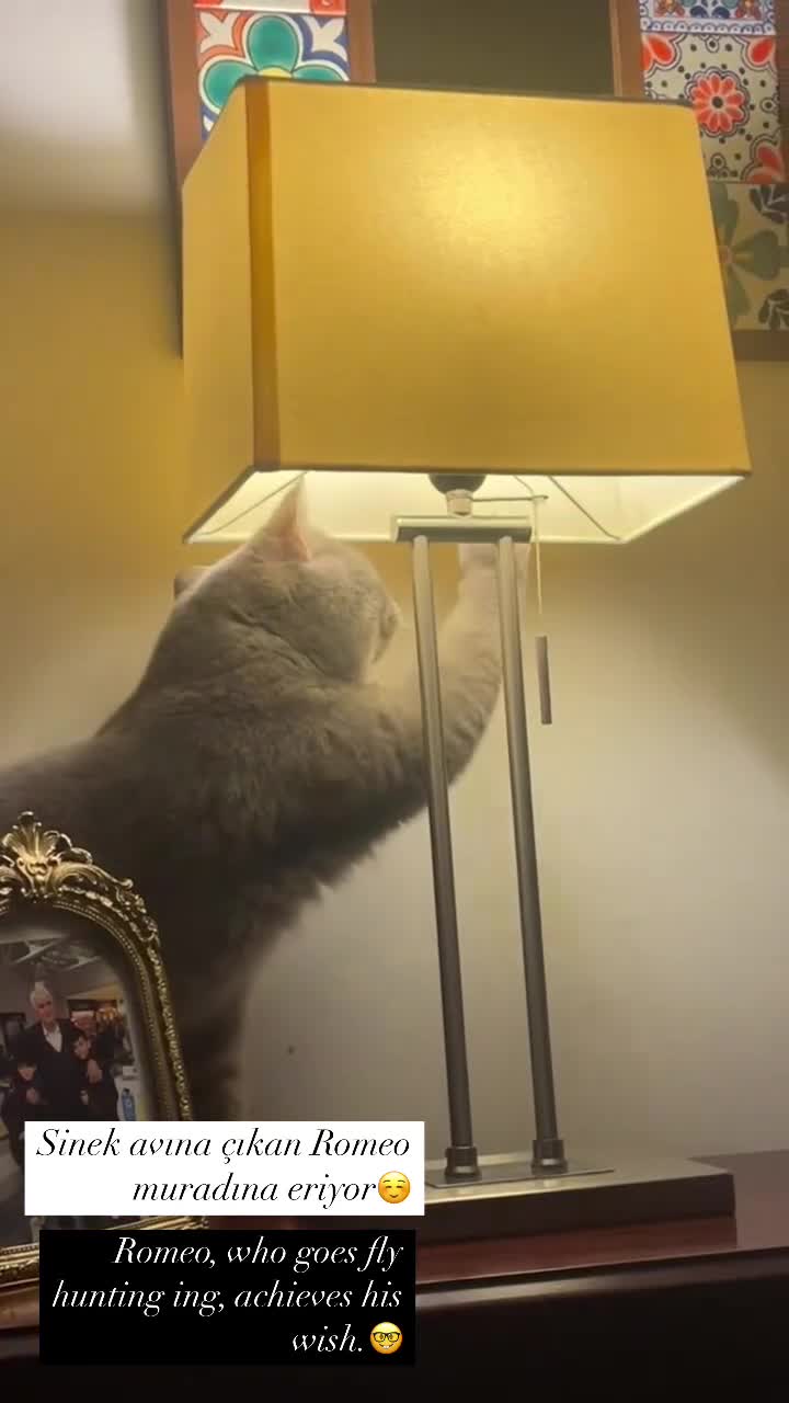 Brazilian Shorthair cats for sale: BritishShorthair Friendly Male Cat Romeo - Video 2