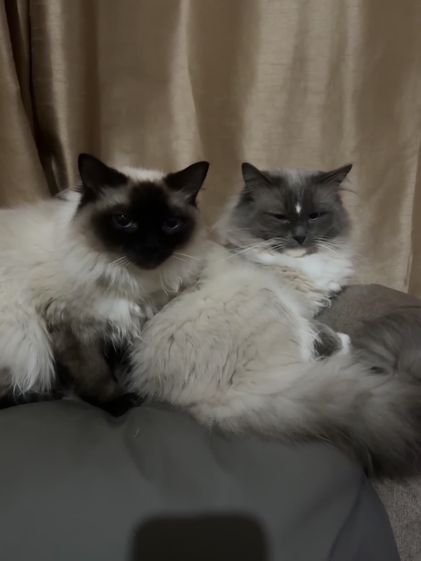 Ragdoll cats for sale: Xena seal point ragdoll - Video 2