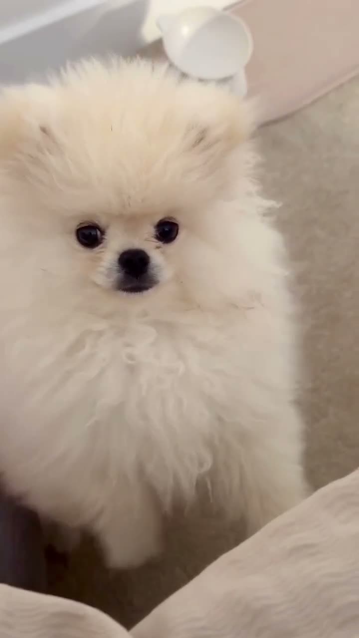 Pomeranian dogs for sale: 🌹Stunning KC white fluffy boy for a loving home🌹 - Video 1