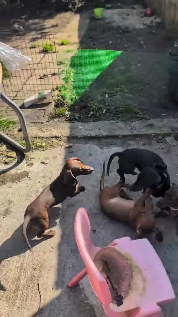 Miniature Dachshund dogs for sale: Miniature Dachshund puppies  - Video 1