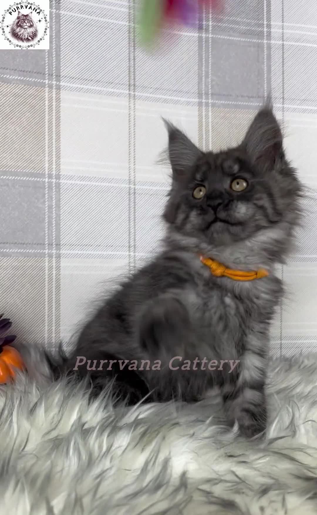 Maine Coon cats for sale: TICA registered adorable Maine coon kittens - Video 2