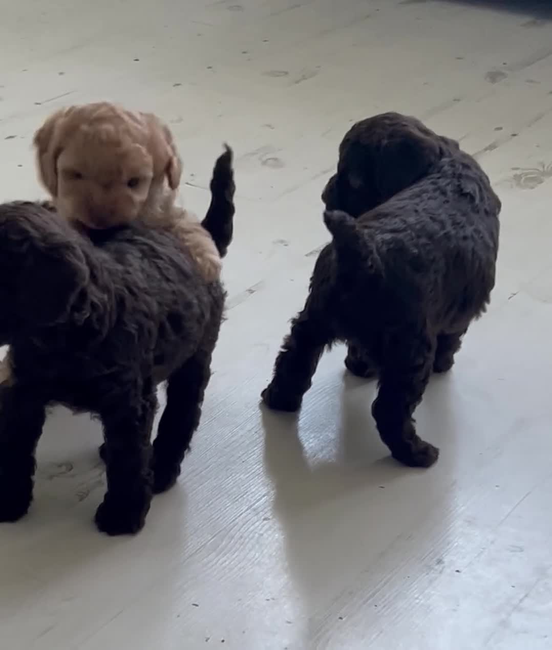 Cockapoo dogs for sale: Gorgeous Cockapoo puppies  in Canterbury - Video 1