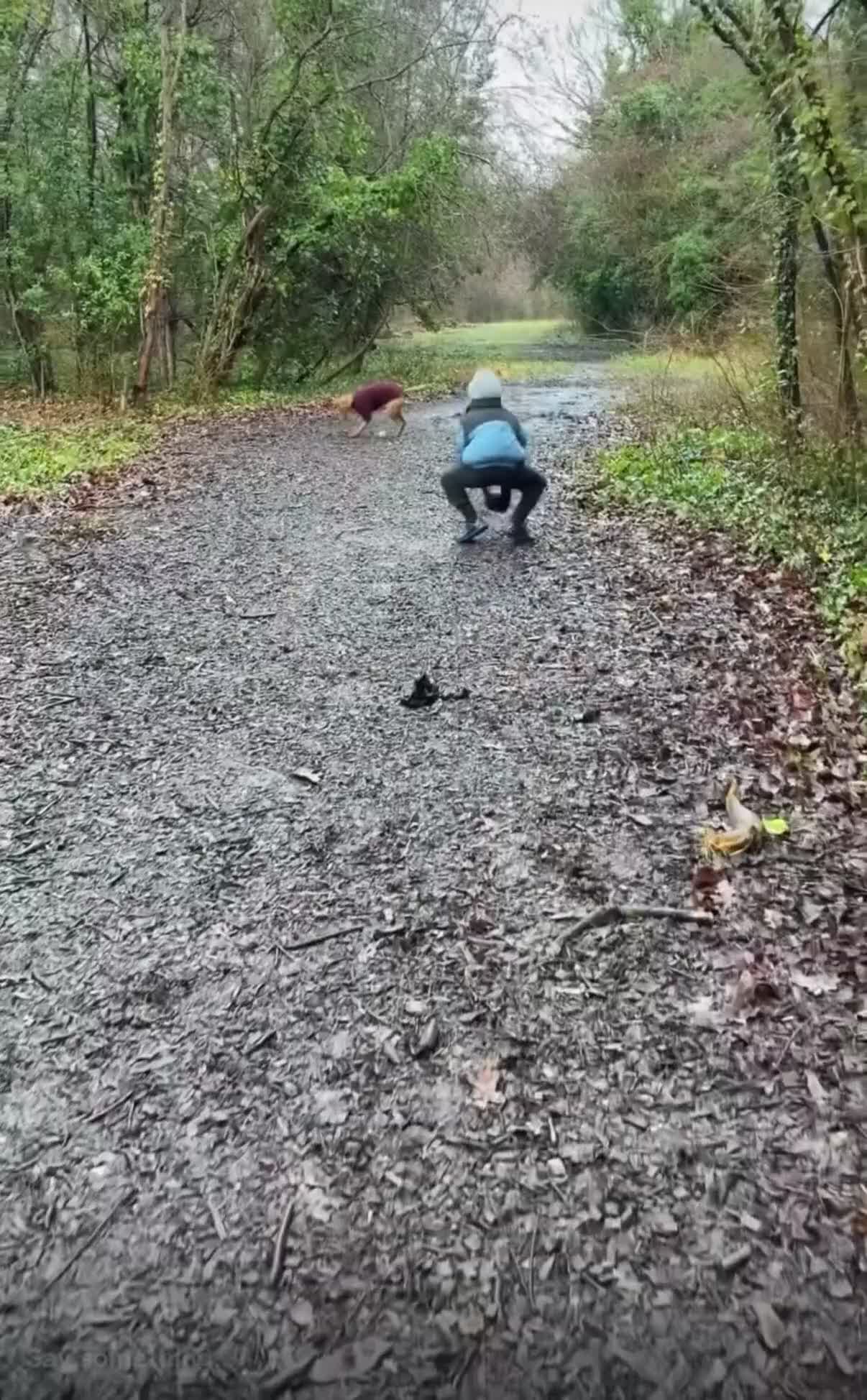 Hungarian Vizsla dogs for sale: Hungarian Vizsla Female 6 Months Old  - Video 2