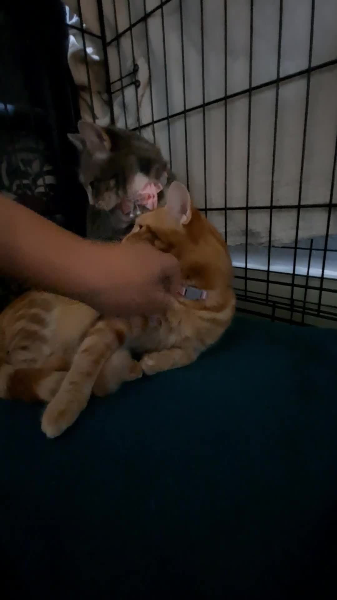 Mixed Breed cats for sale: Cute female tabbies looking for a loving home. =] - Video 2