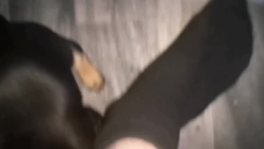 Miniature Dachshund dogs for sale: Miniature dachshund boy - Video 2