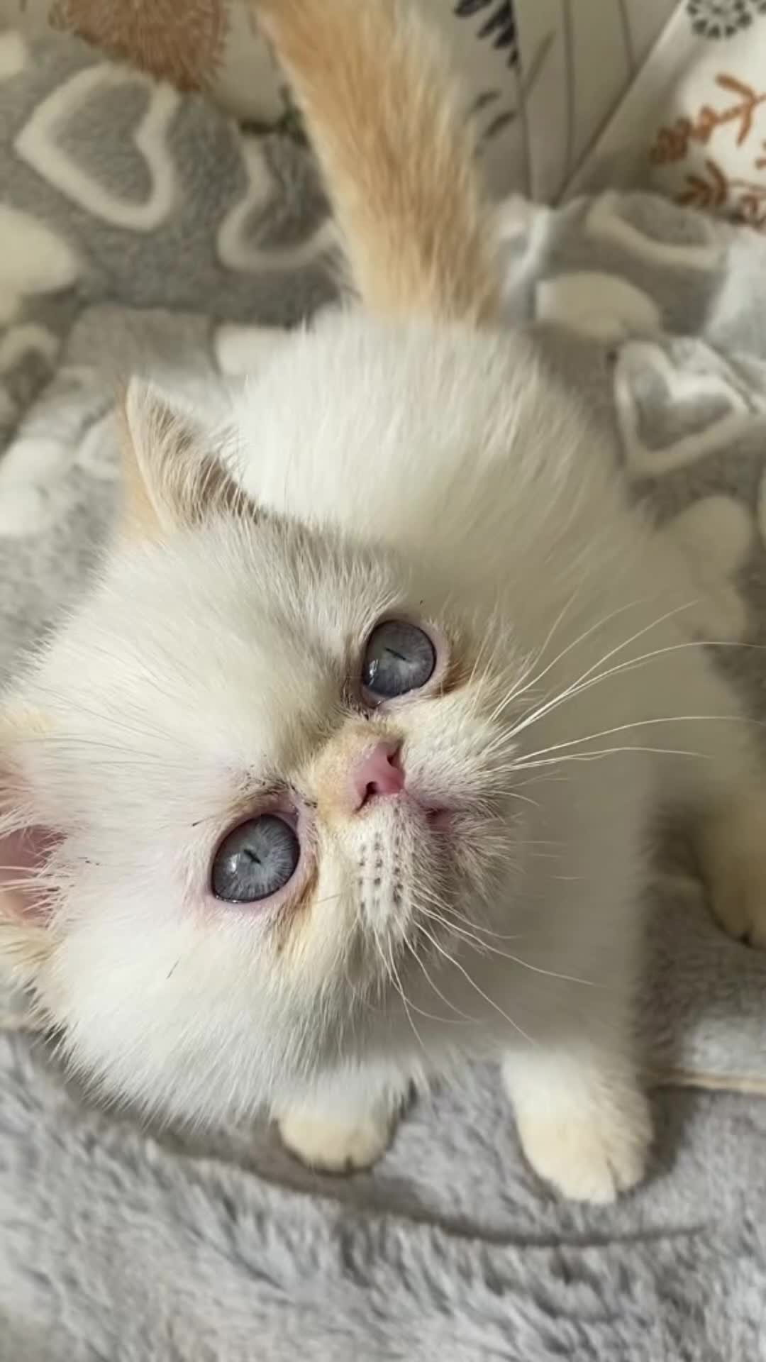 Exotic cats for sale: GCCF Registered Exotic Colour Point Kittens - Video 2