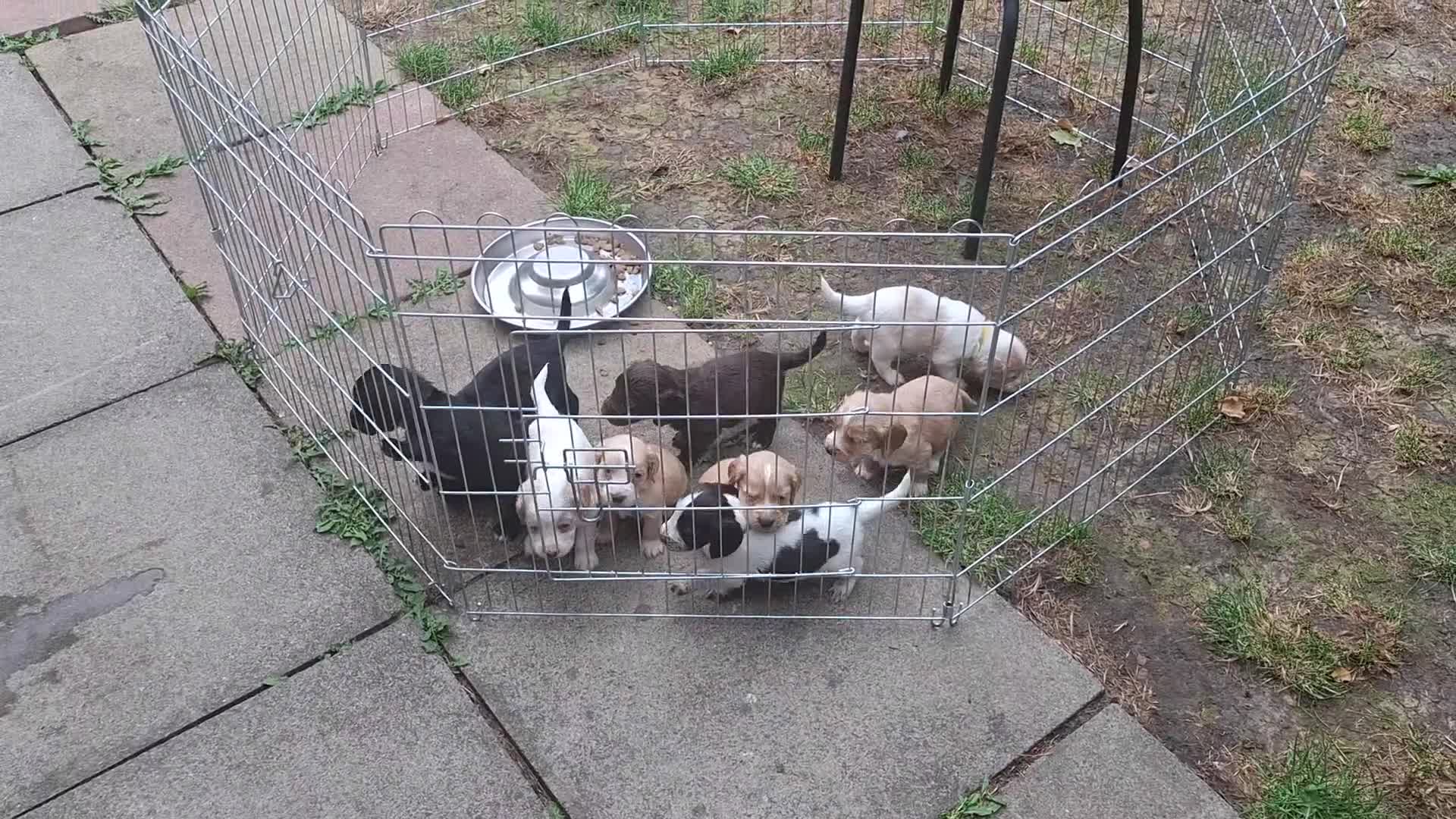Cocker Spaniel dogs for sale: Stunning Working Cocker Spaniel Puppies for Sale in Darlington - Video 2