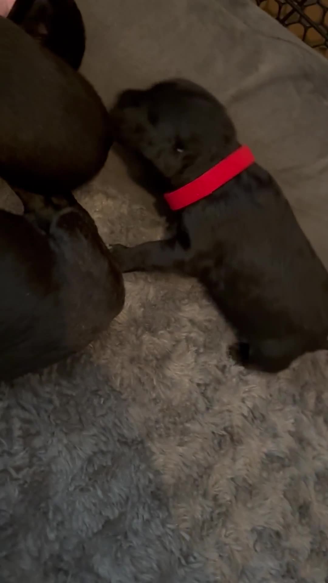 Patterdale Terrier dogs for sale: Patterdale puppies  - Video 1