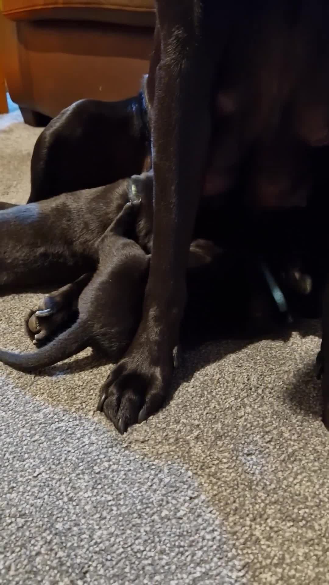 Labrador Retriever dogs for sale: Labrador puppies  - Video 2