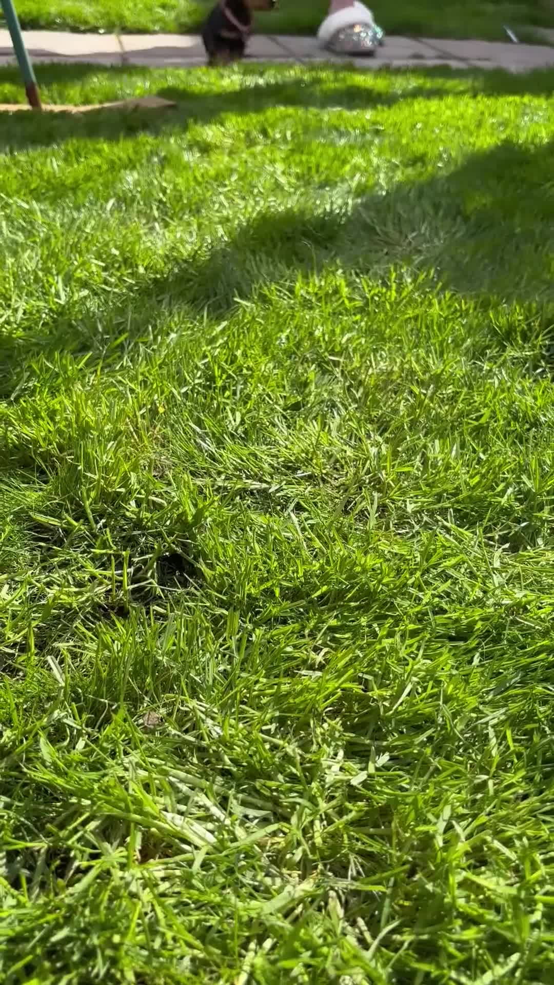 Mixed Breed dogs for sale: Beautiful Miniature Dachshund Girl  - Video 1