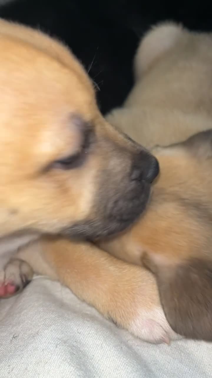 Mixed Breed dogs for sale: HUSKY CROSS STAFFY - Video 3