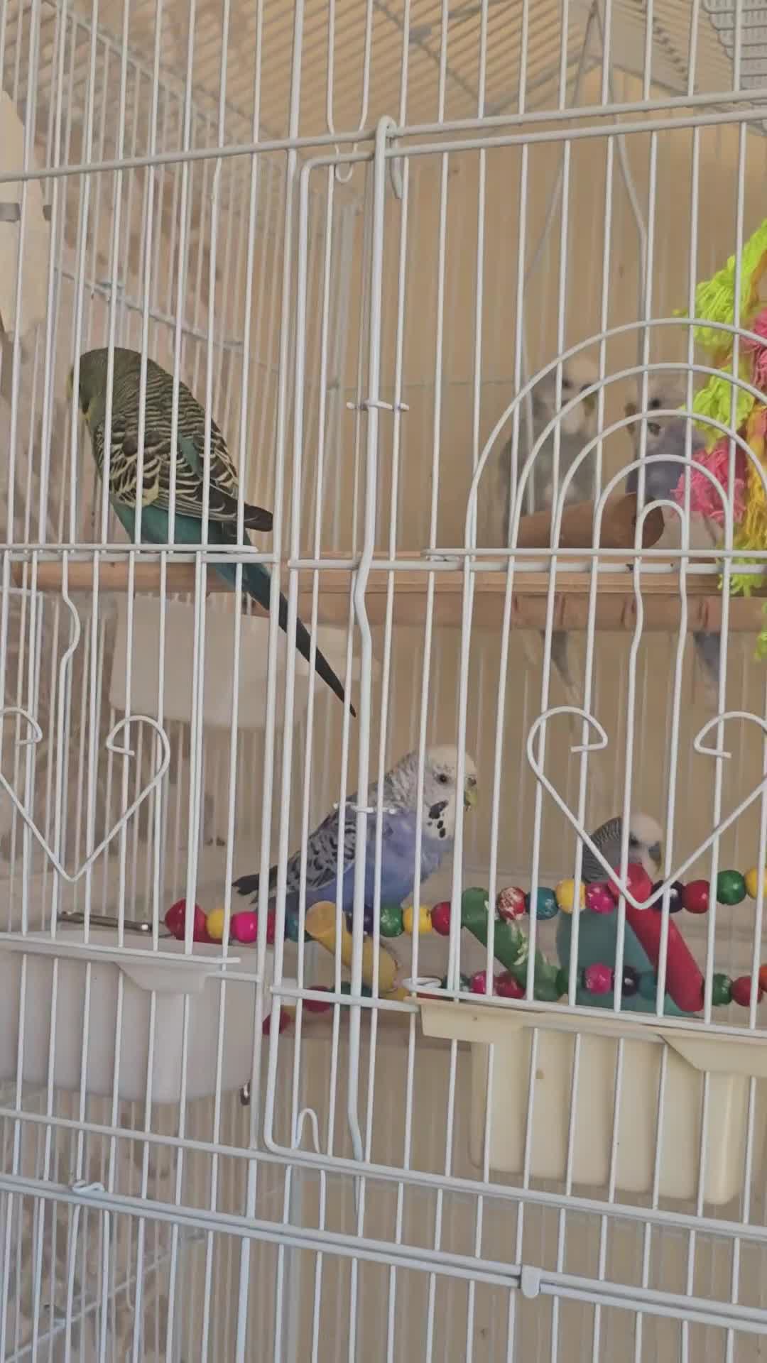 Budgerigars birds for sale: Budgies with cag budgie  - Video 1