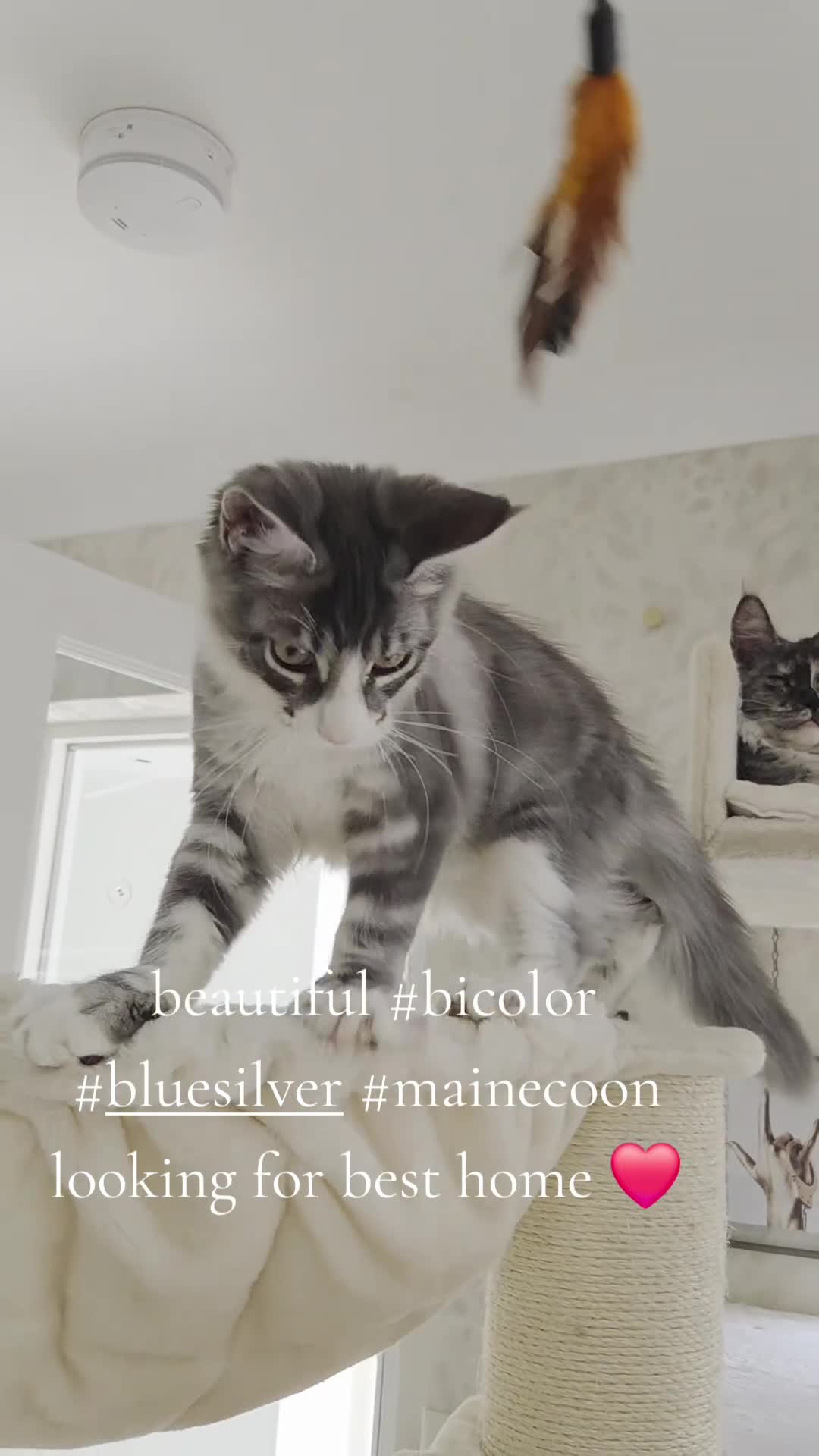 Maine Coon cats for sale: Stunning quality tica registered Mainecoon  - Video 1