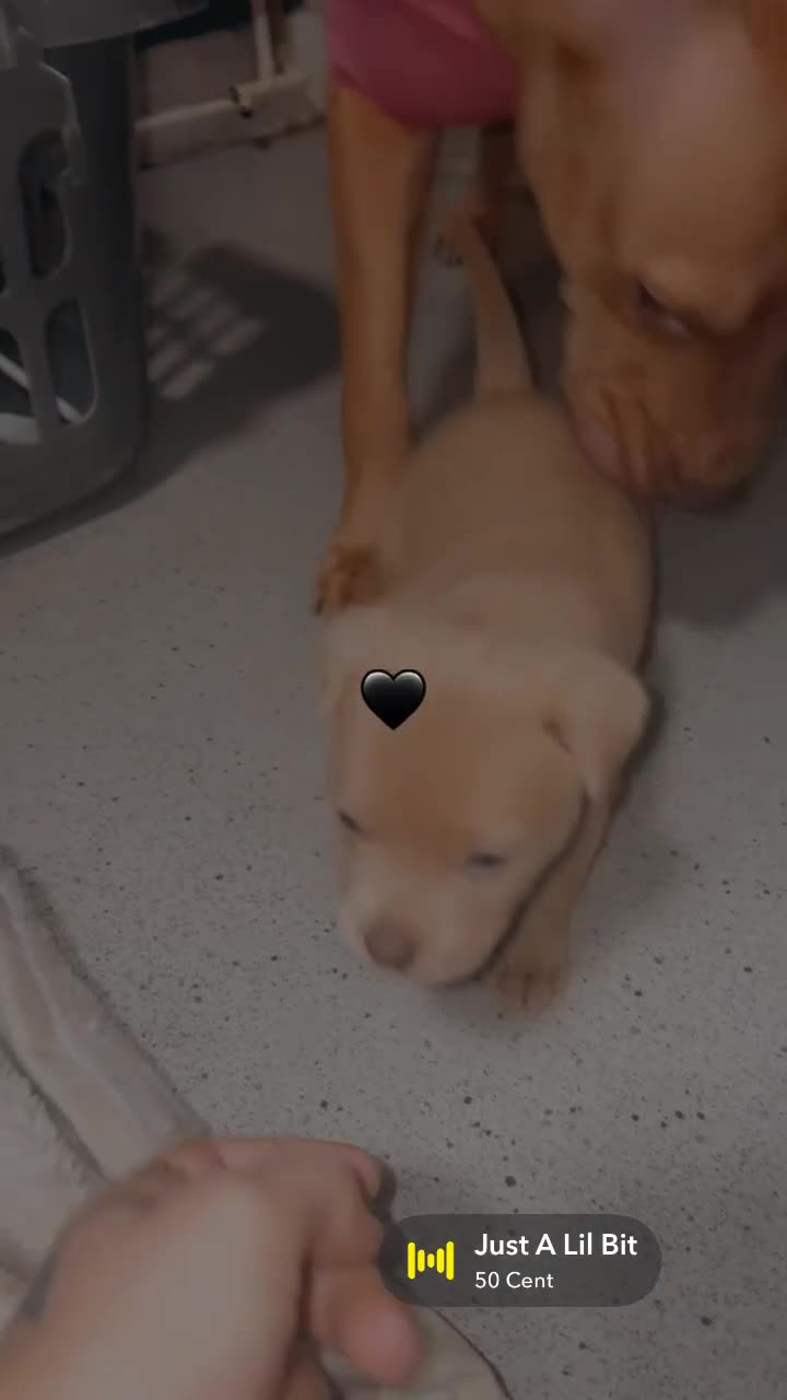 Staffordshire Bull Terrier dogs for sale: Staffie mix pups  - Video 1