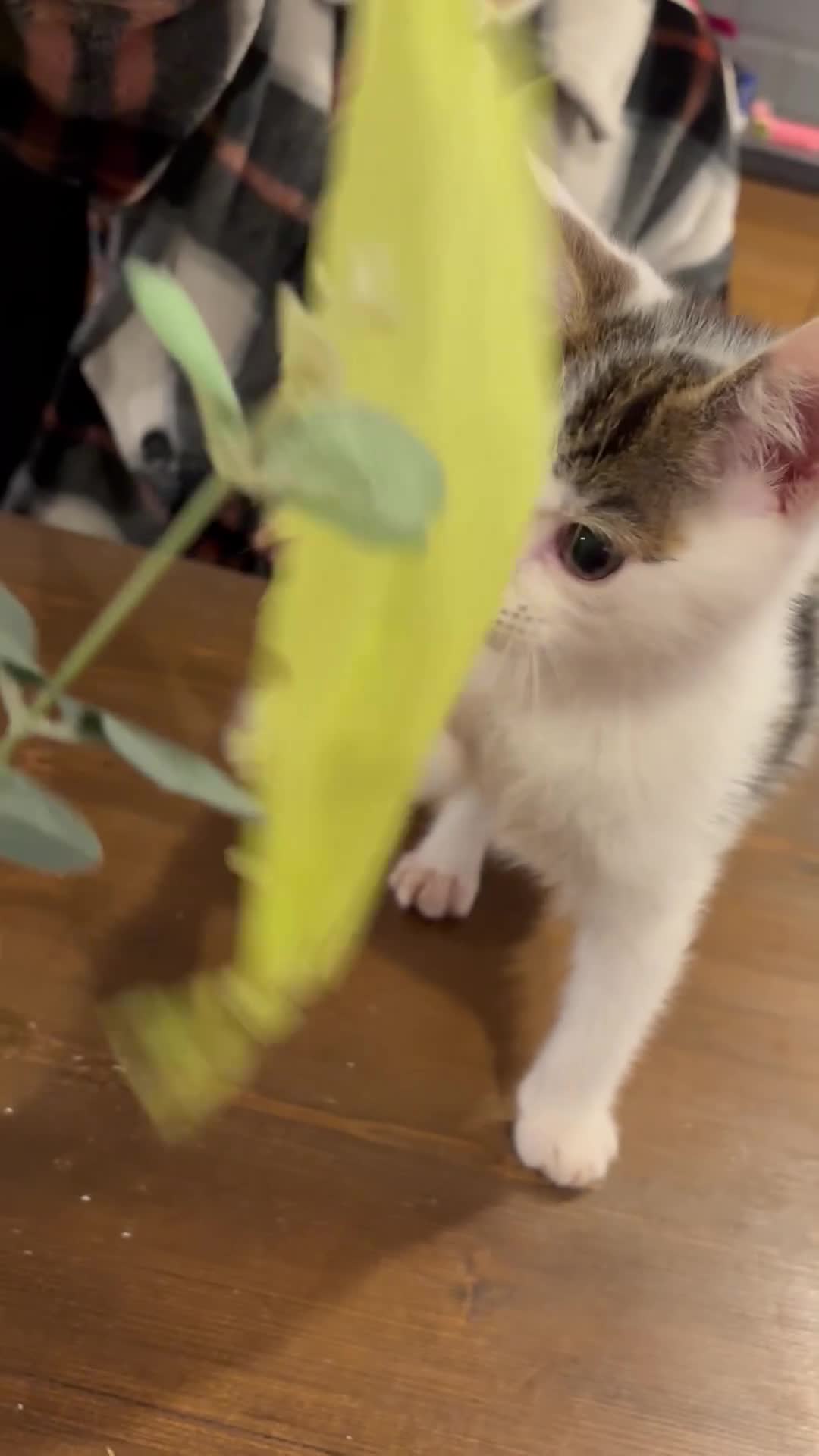 Mixed Breed cats for sale: Beautiful Short Hair Kittens - Video 1