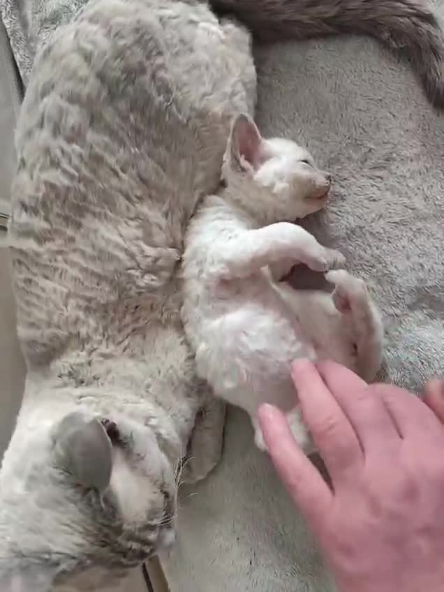 Devon Rex cats for sale: Devon Rex blue point kittens 💙 - Video 1