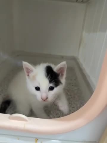 Mixed Breed cats for sale: Kittens Looking for Their Forever Homes 🐾 - Video 3
