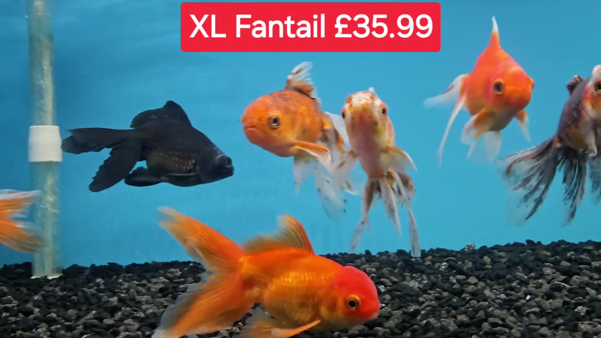 Koi Carp fish for sale: Koi + other All different Price @Tameside Aquatics - Video 5
