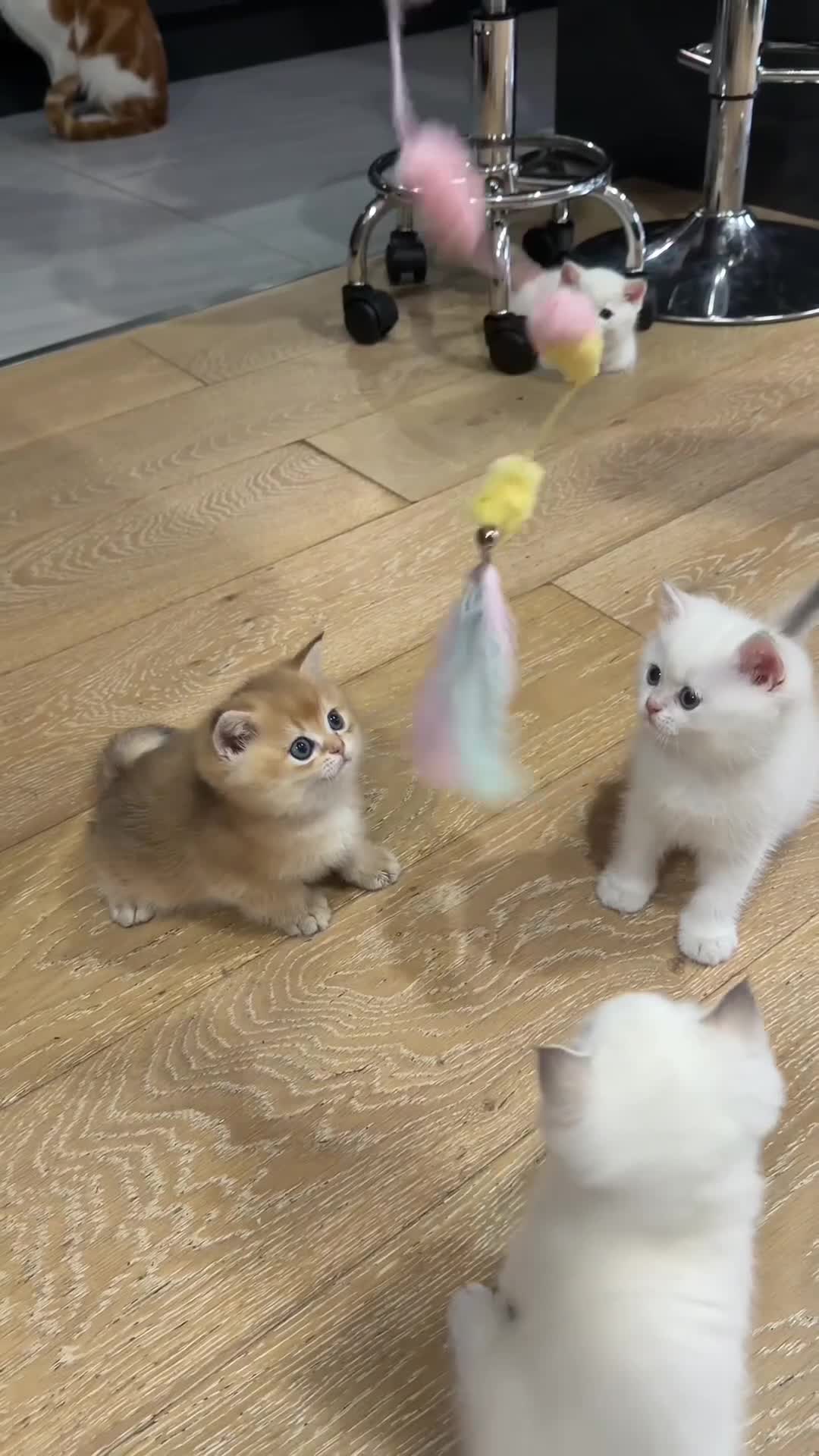 British Shorthair cats for sale: British Shorthair Kitten Golden Tipped Colourpoint - Video 2