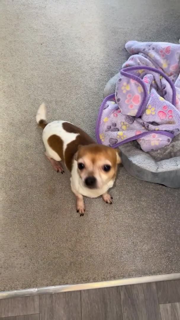 Chihuahua dogs for stud:  Miniature male Chihuahua STUD Louie in Exeter - Video 1