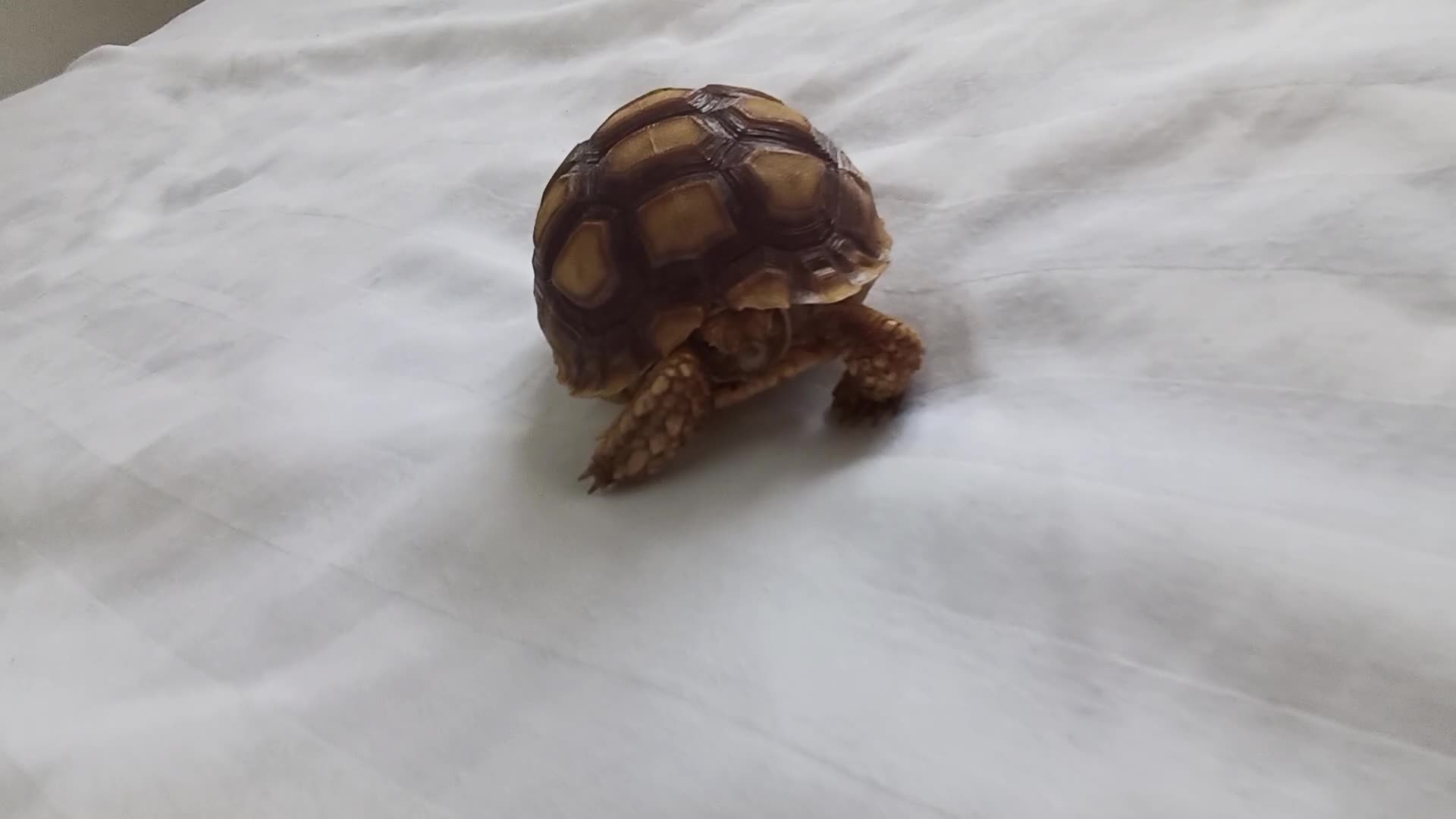 Tortoise reptiles for sale: Male tortoise - Video 1