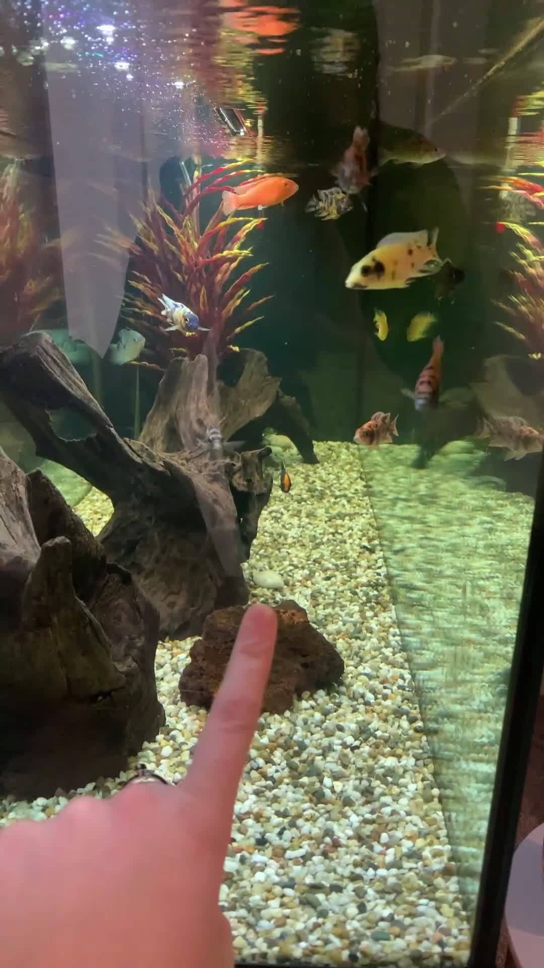 Cichlids fish for sale: Fish for sale - Video 2