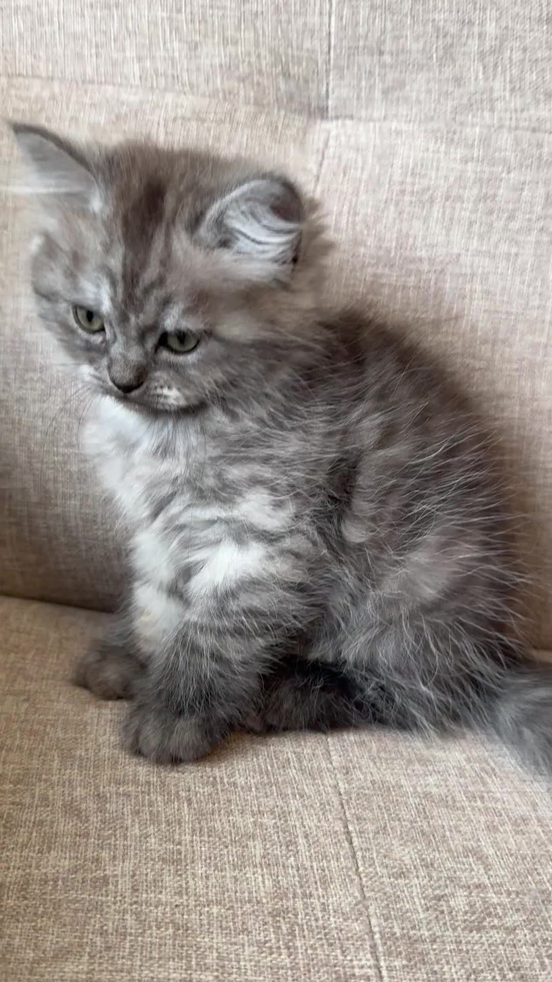 Persian cats for sale: Stunning Persian x Ragdoll kittens Ready for Homes in Watford - Video 2