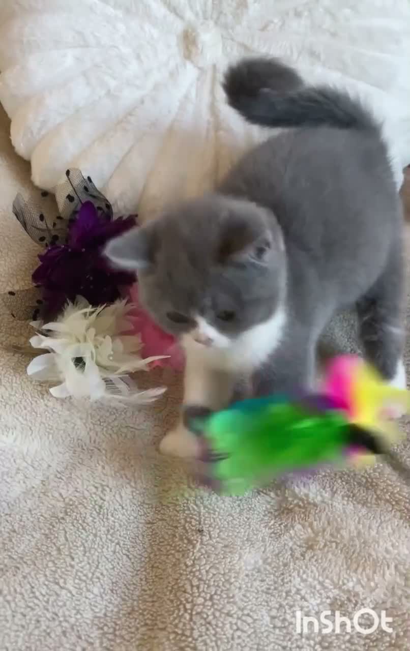 British Shorthair cats for sale: Gorgeous British Shorthairs Registered - Video 2