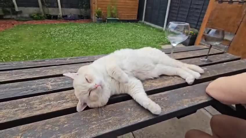 British Shorthair cats for sale: Pedigree GCCF Boy British Shorthair Colourpoint - Video 1