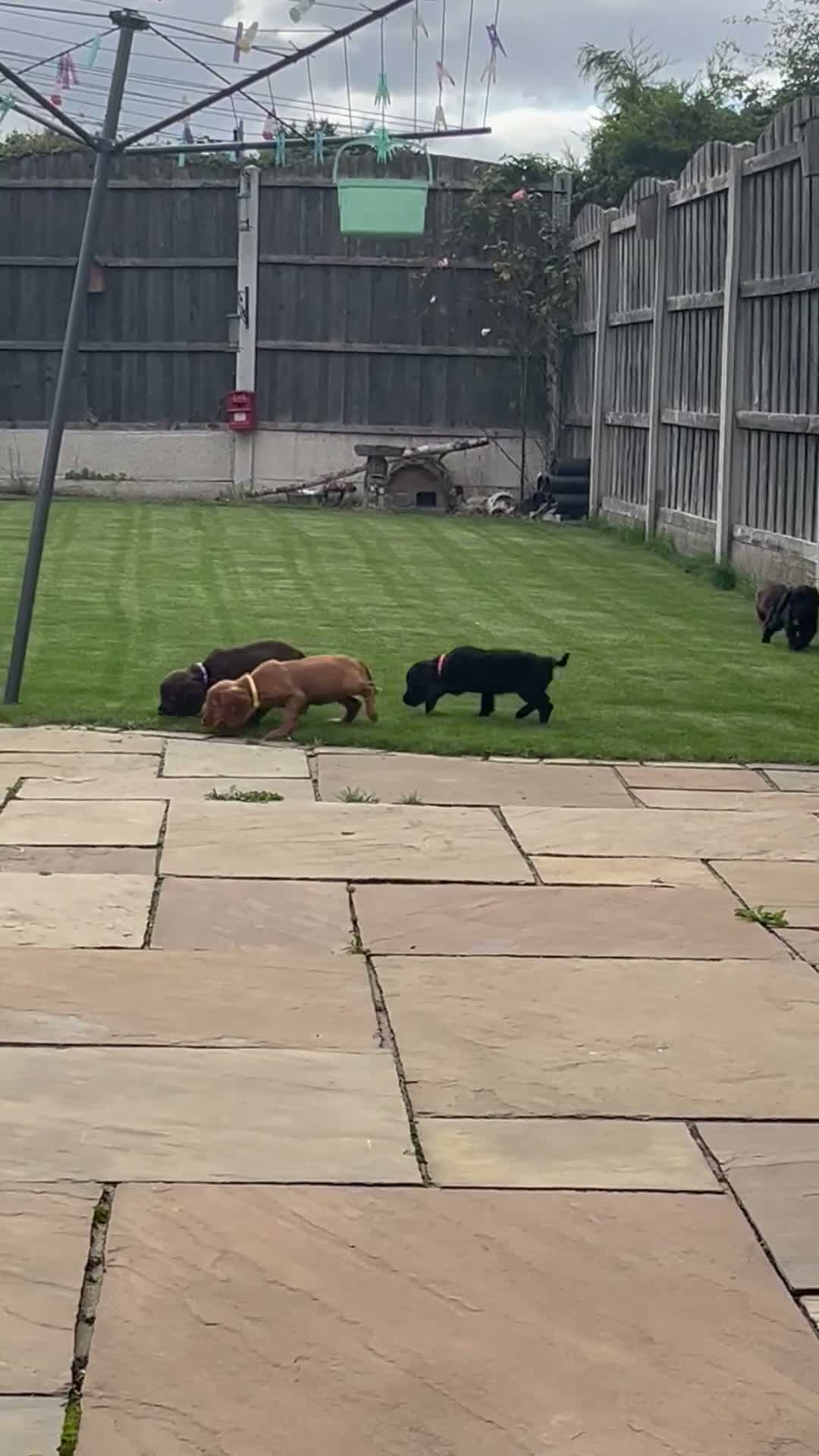 Cocker Spaniel dogs for sale: Cocker spaniel puppies - Video 1