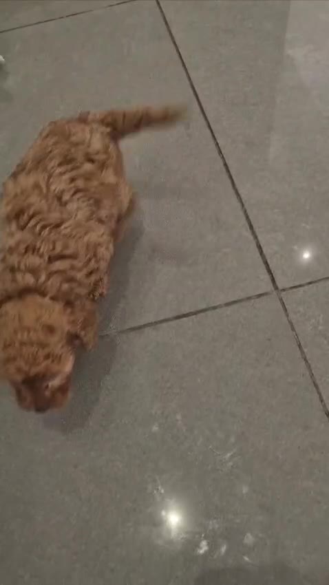 Miniature Poodle dogs for sale: KC Fox Red Miniature Poodle Boys - Video 1