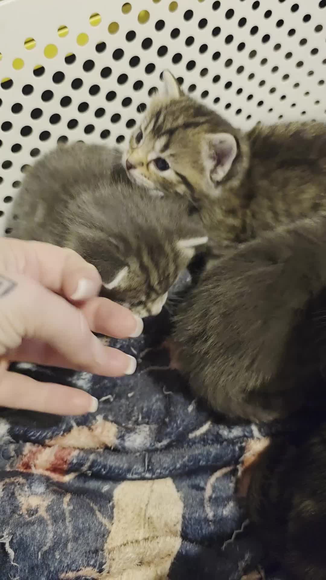 Mixed Breed cats for sale: Long haired tabby kittens.  - Video 1