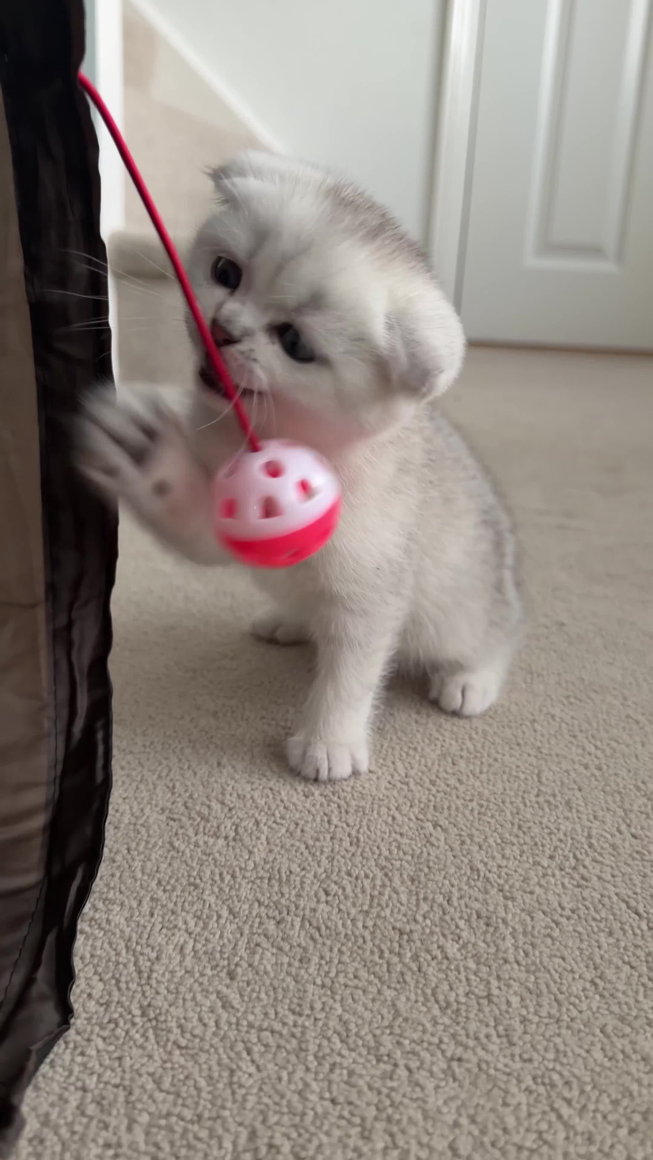 British Shorthair cats for sale: British Shorthair and Scottish Fold  - Video 3