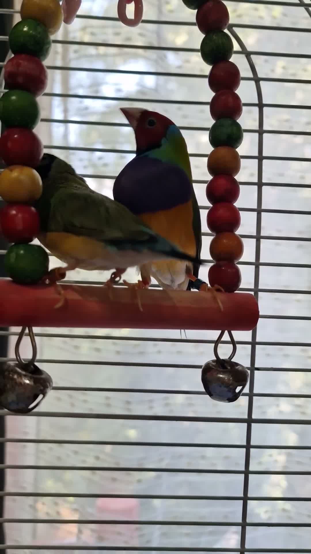 Finches birds for sale: Mixes - Video 1