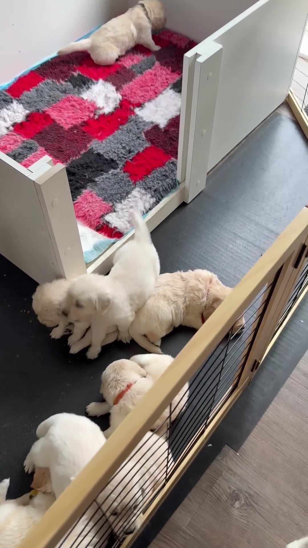 Golden Retriever dogs for sale: Golden Retriever Chunky Puppies for sale - Video 2