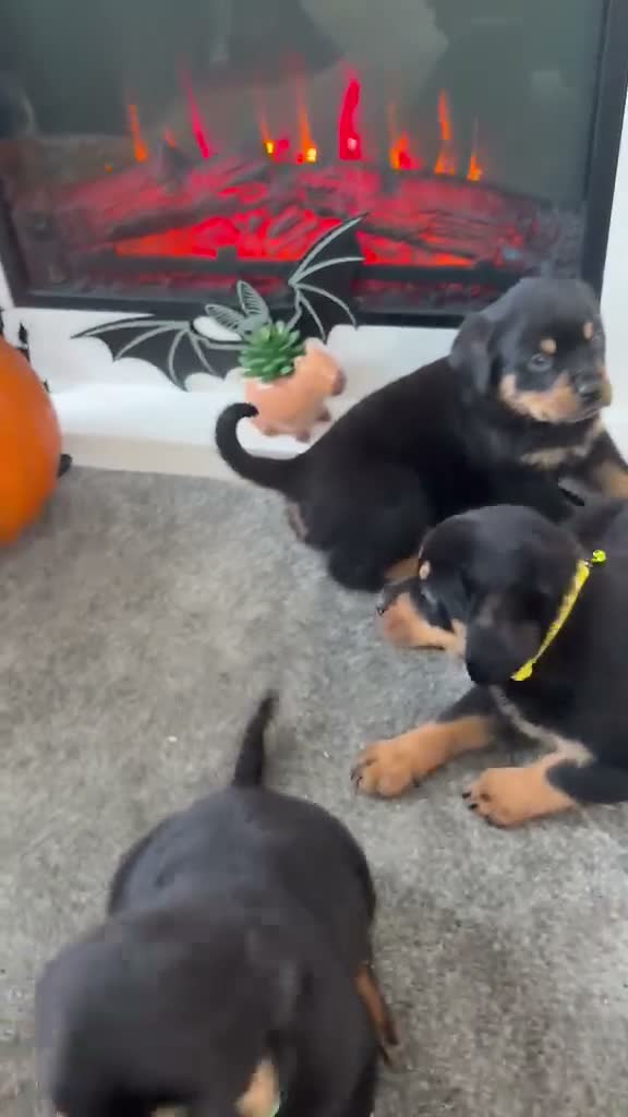 Rottweiler dogs for sale: 🐶🐾 Rottweiler puppies 🐾🐶 - Video 1