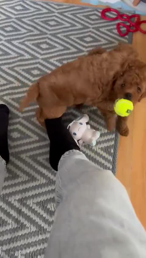 Mixed Breed dogs for sale: Poochon x Maltipoo puppies - Video 1