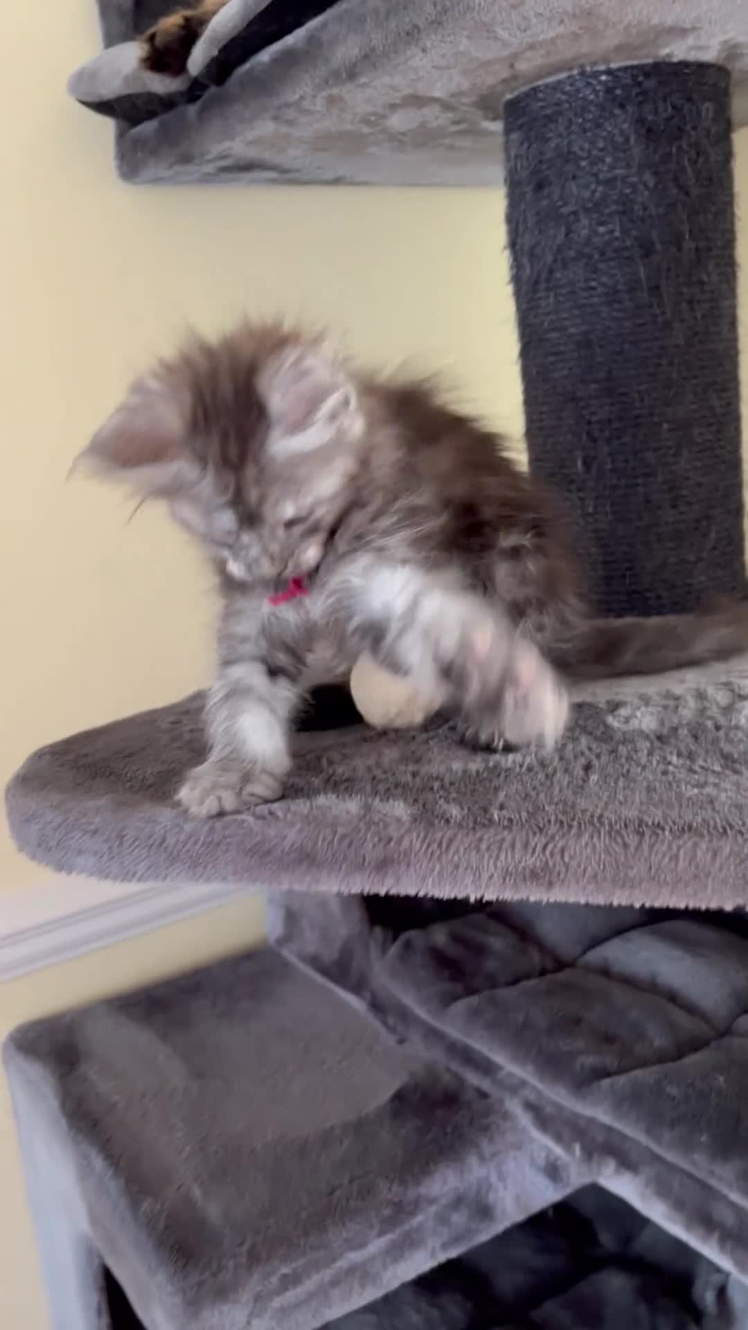 Maine Coon cats for sale: Pure Breed Maine Coon Kittens - Video 2